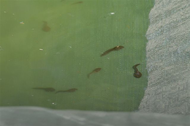 Girini in piscina... - rospo smeraldino